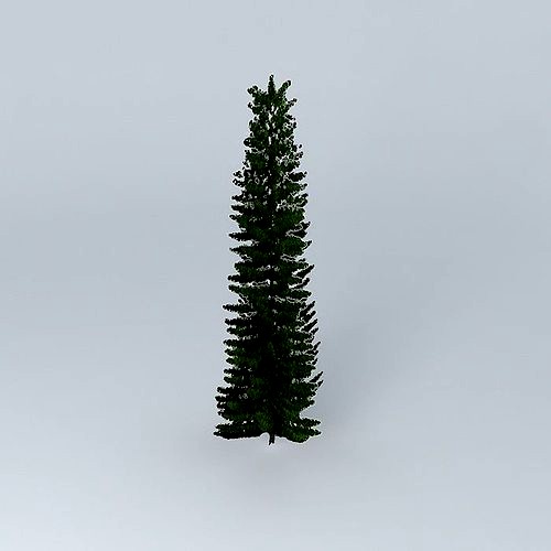 Norfolk Island Pine 3