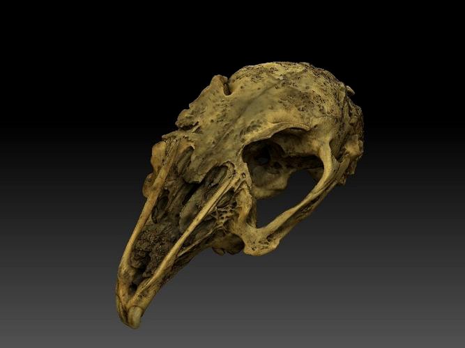 Rabbit Skull Scan