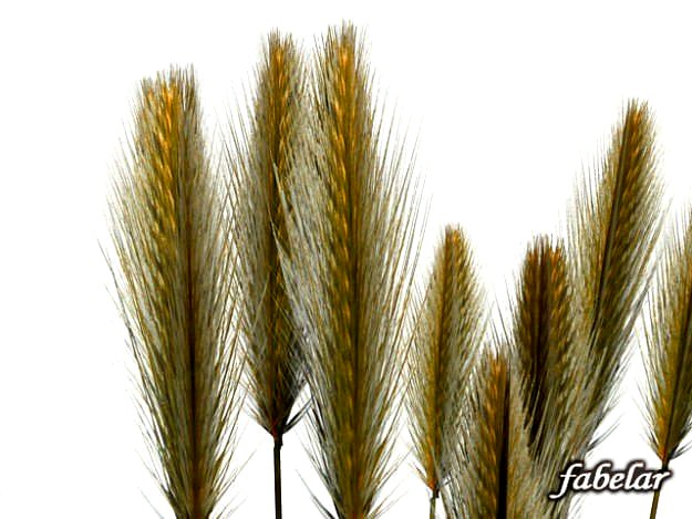 Wheat