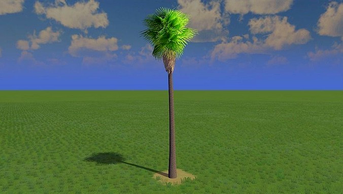 Robusta Palm Tree - Low Poly