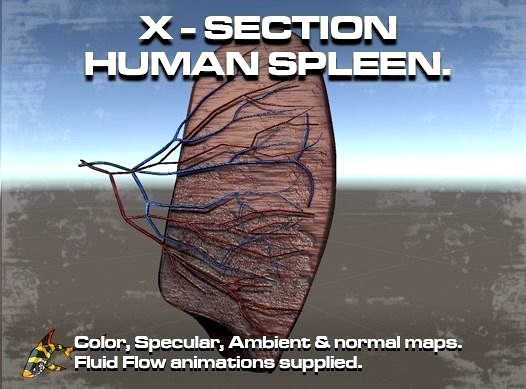 Cross Section Human Spleen