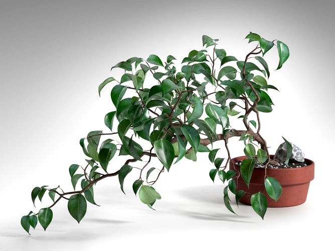 Ficus Wiandi Bonsai in Pot