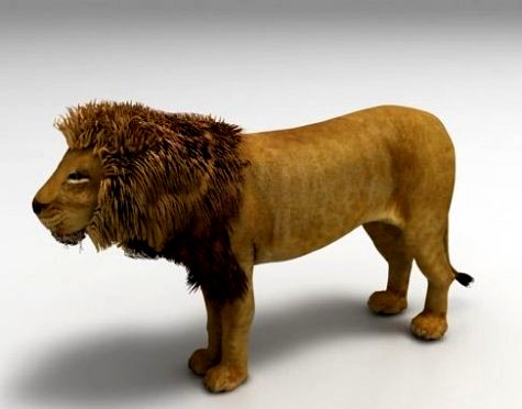 Lion 3D Model