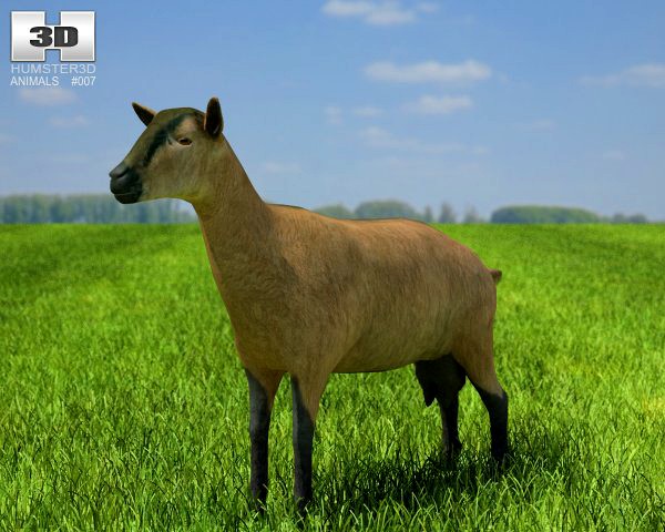 Alpine Goat shegoat 3D Model