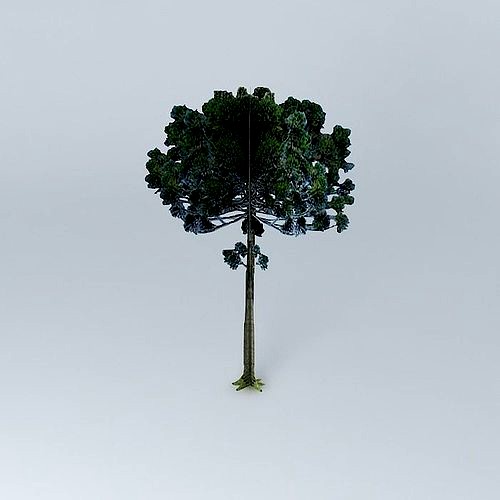 Pine Araucaria