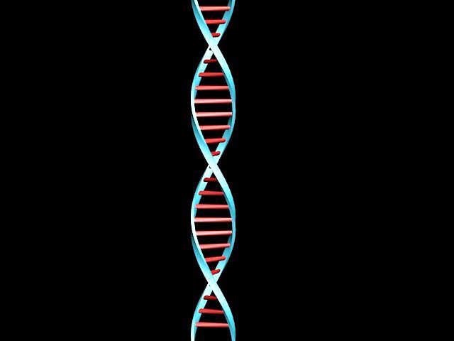 Deoxyribonucleic acid DNA