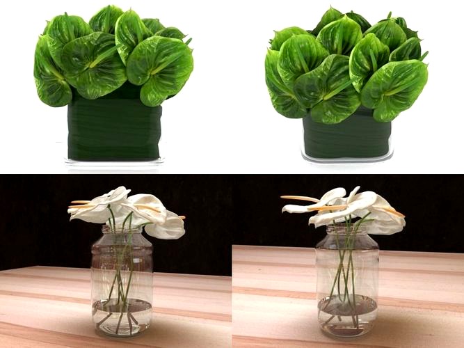Anthuriums