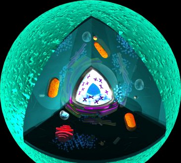 Animal cell 3D Model
