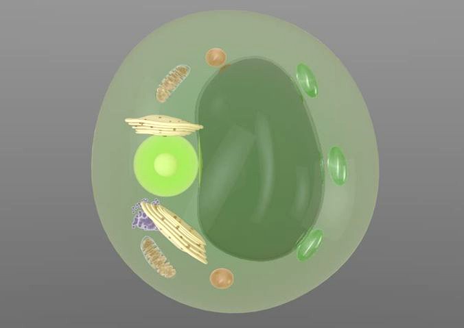 Scientific model of a Plant Cell 3D