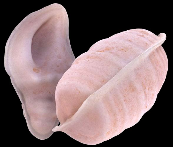 Soft Eggs - ovos moles - Bundle