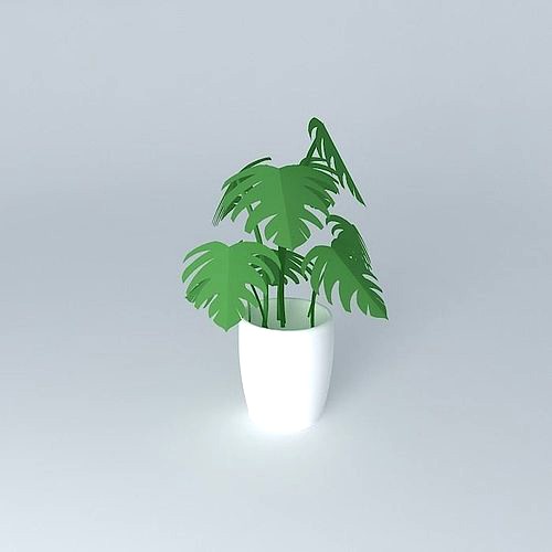 Plant in white pot