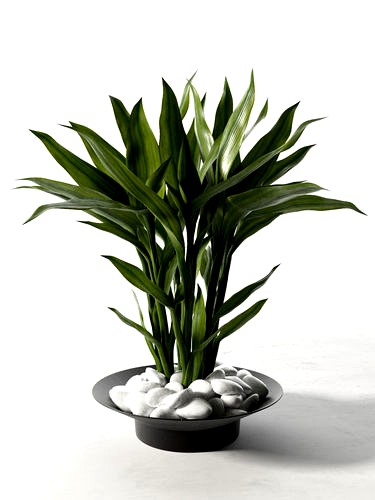 Feng Shui Lucky Bamboo Plant