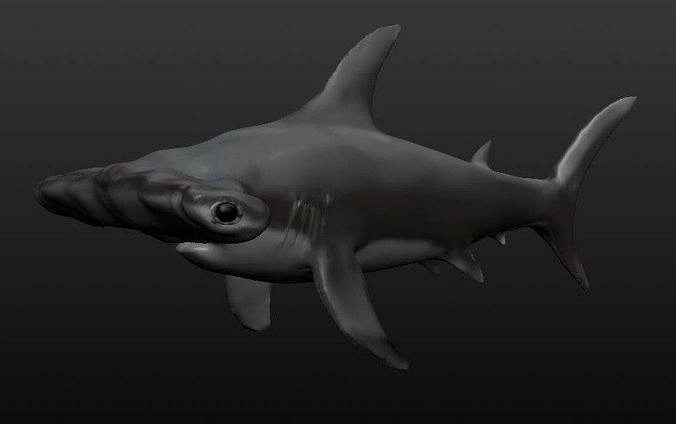 Hammerhead Shark