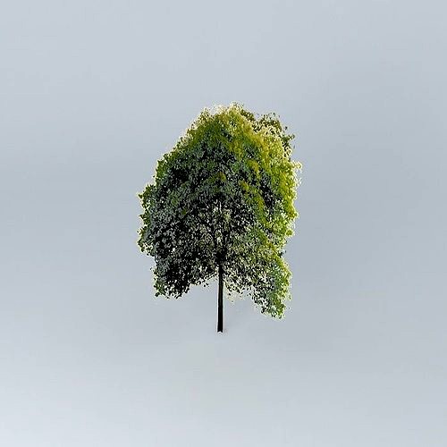 Beech