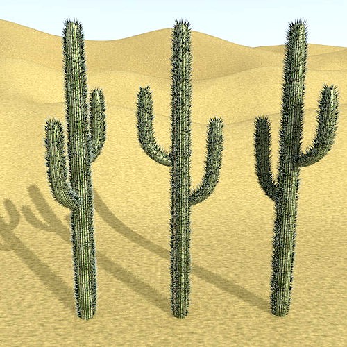 Cactus with Particle System