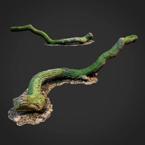 3d scanned nature forest stuff 003