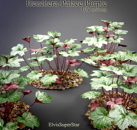 Heuchera  Palace  Purple 3D Model