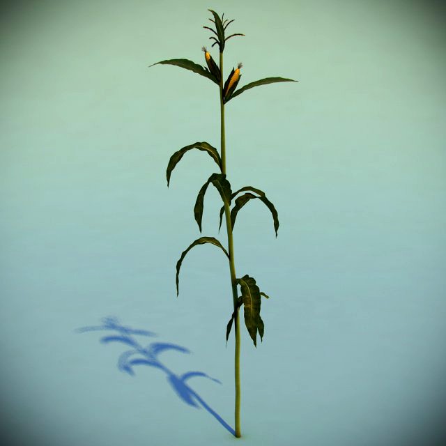 Corn Plant 3D Model