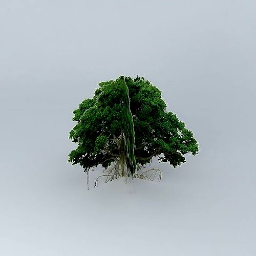 Rhizophora missing