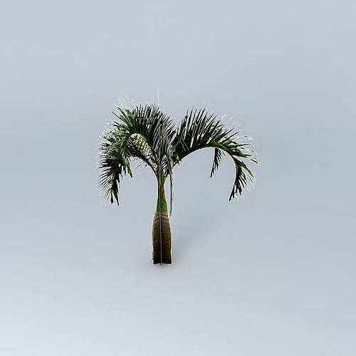 Bottle Palm Tree