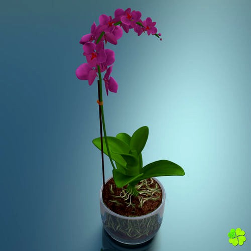 Orchid plant low poly