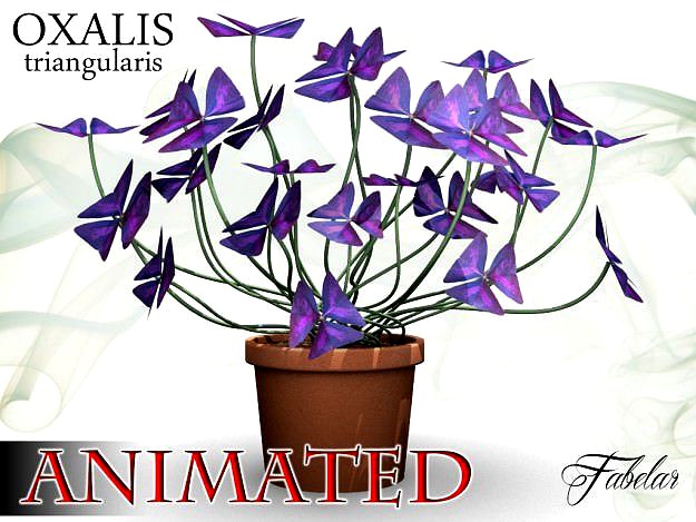 Oxalis triangularis
