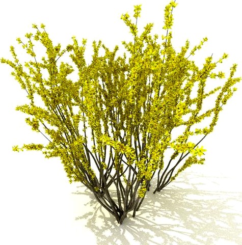 Forsythia