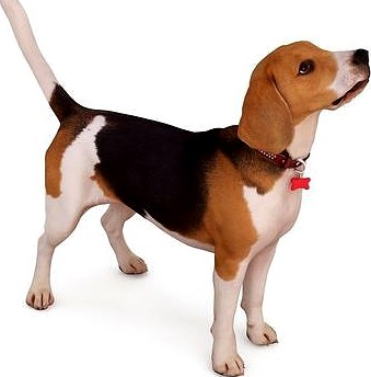 Beagle Standing