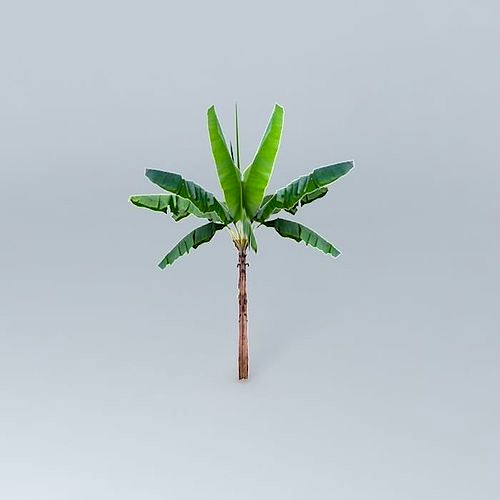 Babana Palm Tree