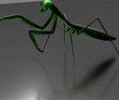 pray mantis