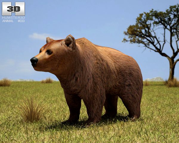 Brown Bear 3D Model