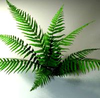 Fern