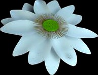Lotus flower