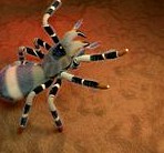 Tarantula