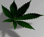 Marijuana leaf