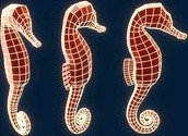 Seahorse basemesh