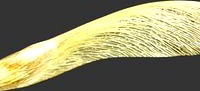 Maple Seed