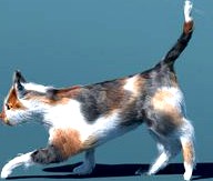 Rigged and animated Cat