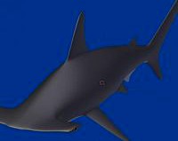 hammerhead shark