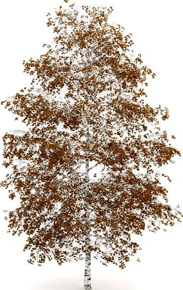 BirchTree 8m Autumn 3D Model