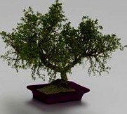 bonsai
