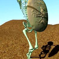 Fully Rigged Skeleton