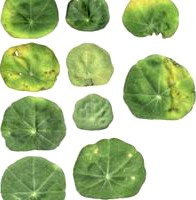 10 Leaf Textures