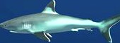 Silvertip Reef Shark