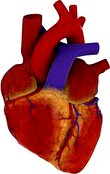 Human heart for Cycles