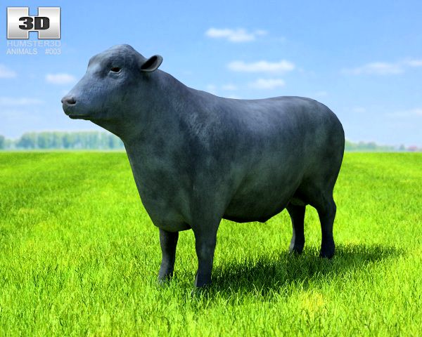 Angus Bull 3D Model