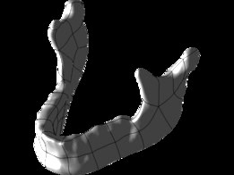 mandible