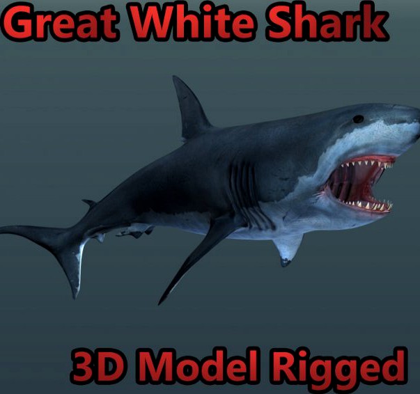 Great White Shark Rigged 3D Model