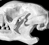 Bradypus variegatus, Three-toed Sloth skull