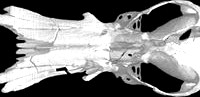 Obdurodon dicksoniFossil, Fossil Platypus skull